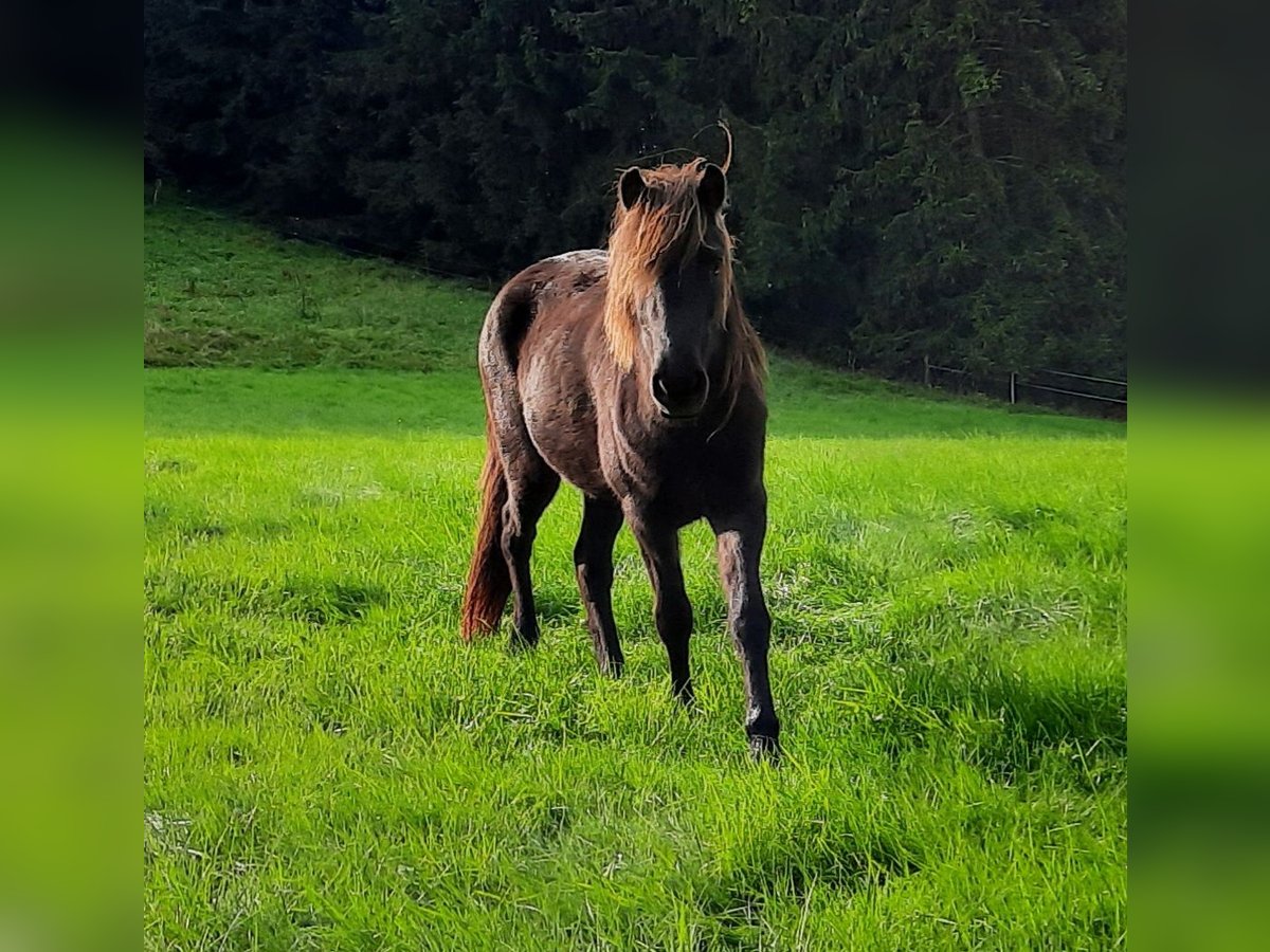 Islandpferd Stute 6 Jahre 136 cm Rappe in Kolverath