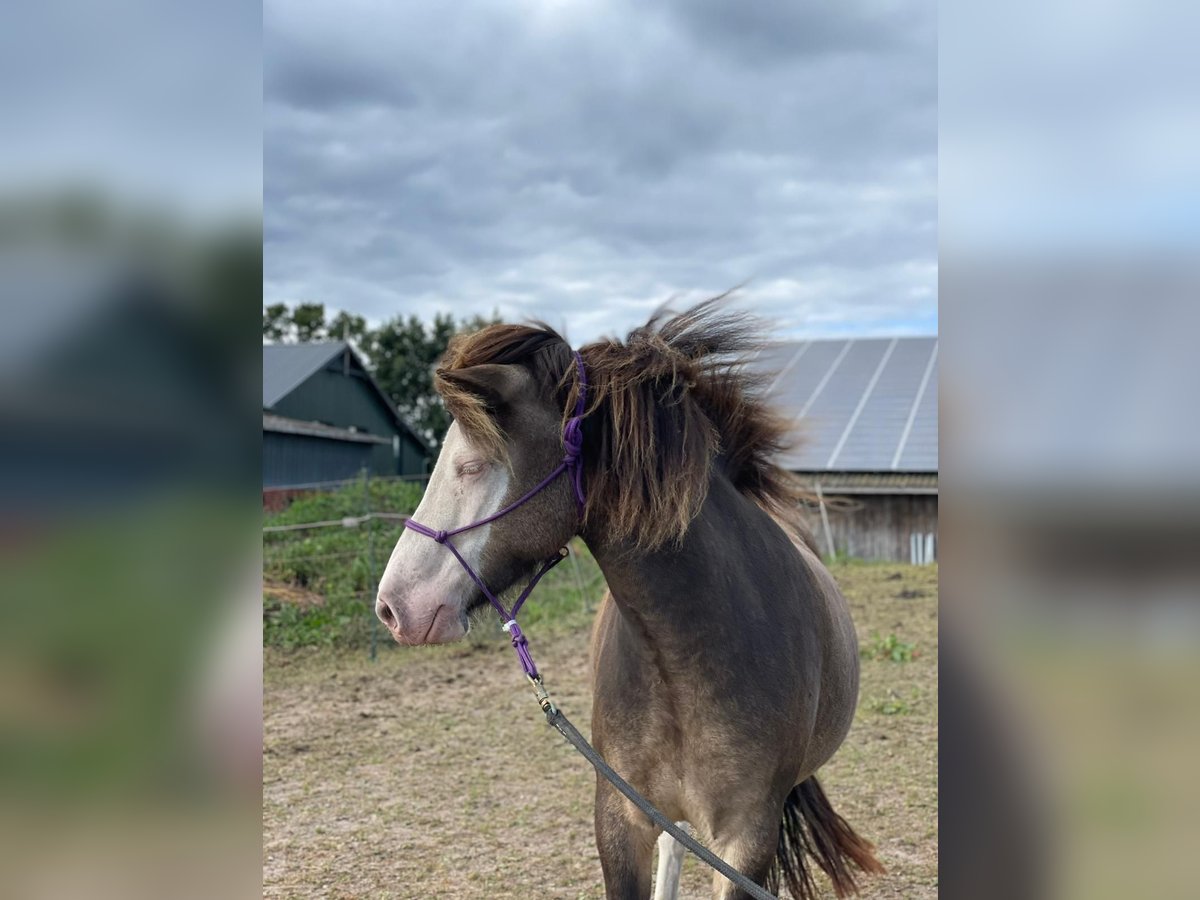 Islandpferd, Stute in Blunk