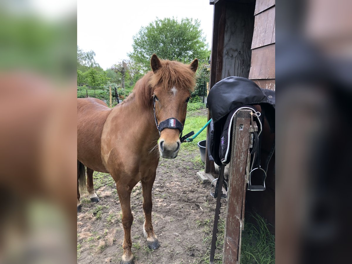 Islandpferd Stute 6 Jahre 138 cm Fuchs in Puurs