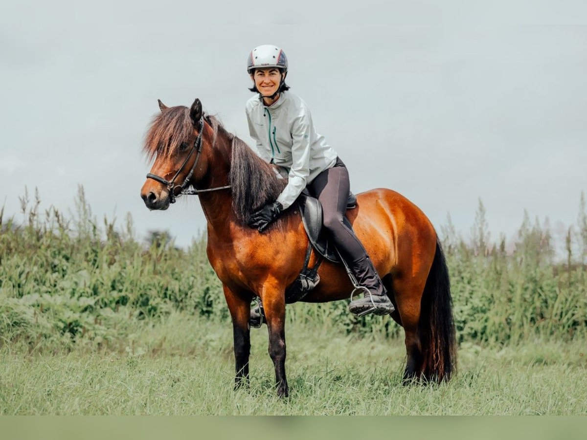 Islandpferd Stute 6 Jahre 139 cm Brauner in Taufkirchen an der Trattnach