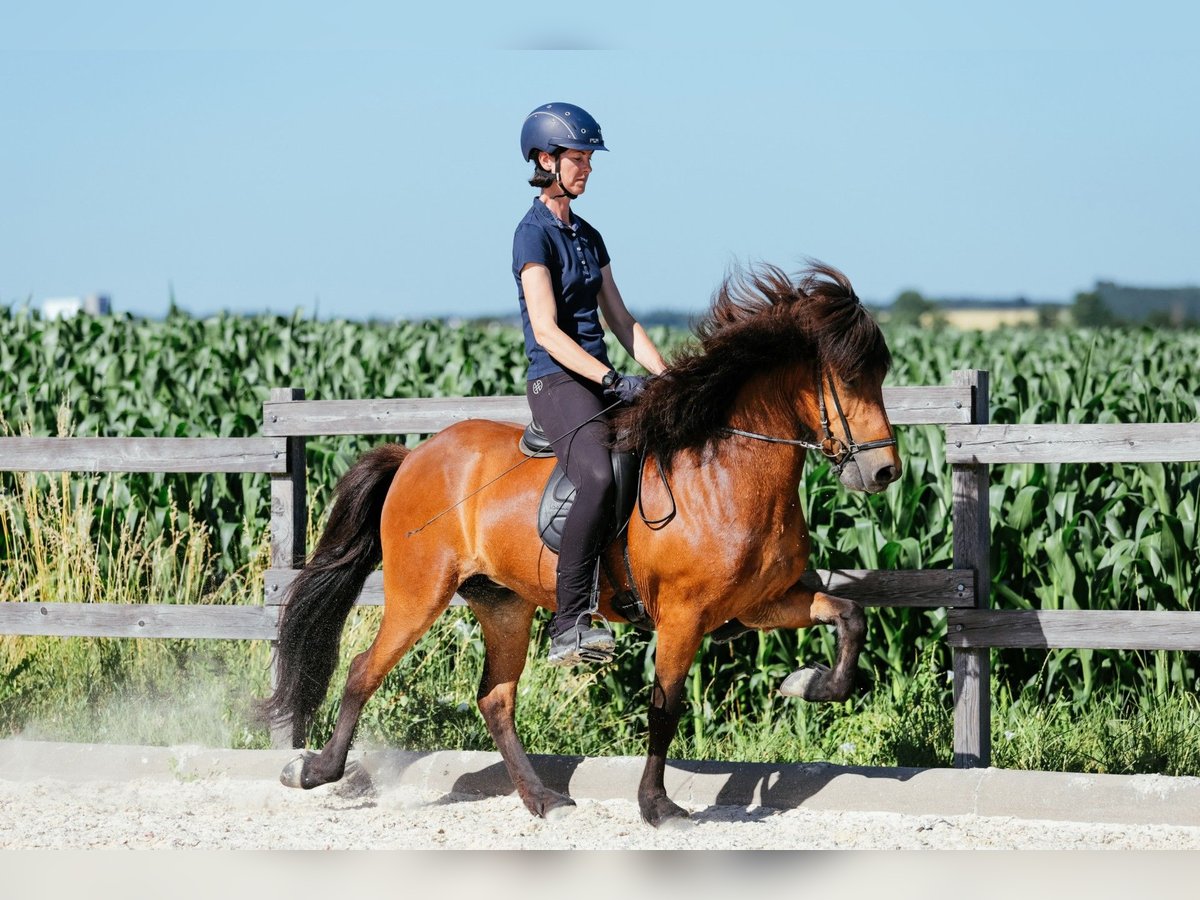Islandpferd Stute 6 Jahre 140 cm Brauner in Taufkirchen an der Trattnach