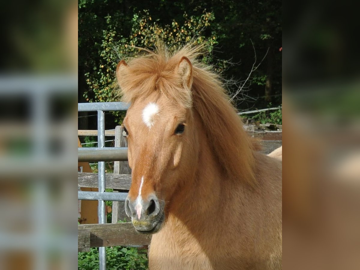 Islandpferd Stute 6 Jahre 140 cm Falbe in Gallin