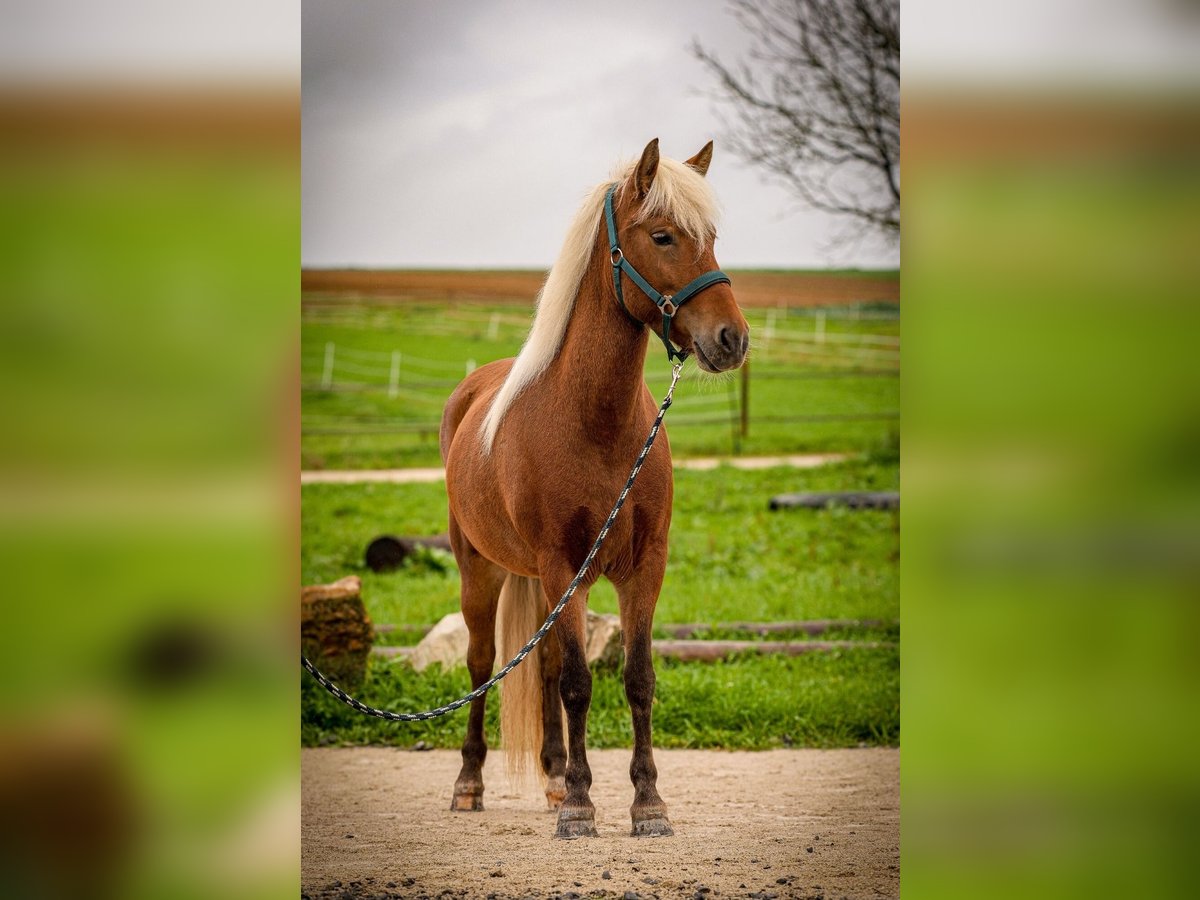 Islandpferd Stute 6 Jahre 140 cm in Aichtal