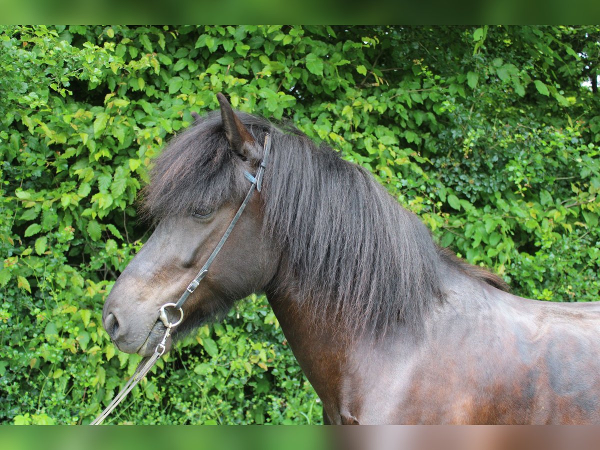 Islandpferd Stute 6 Jahre 142 cm Rappe in Stegen Islandpferd Stute 6 Jahre 142 cm Rappe in Stegen