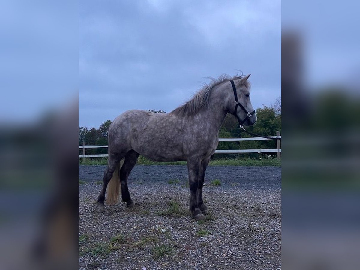 Islandpferd Stute 6 Jahre 142 cm Schimmel in Elsoff (Westerwald)