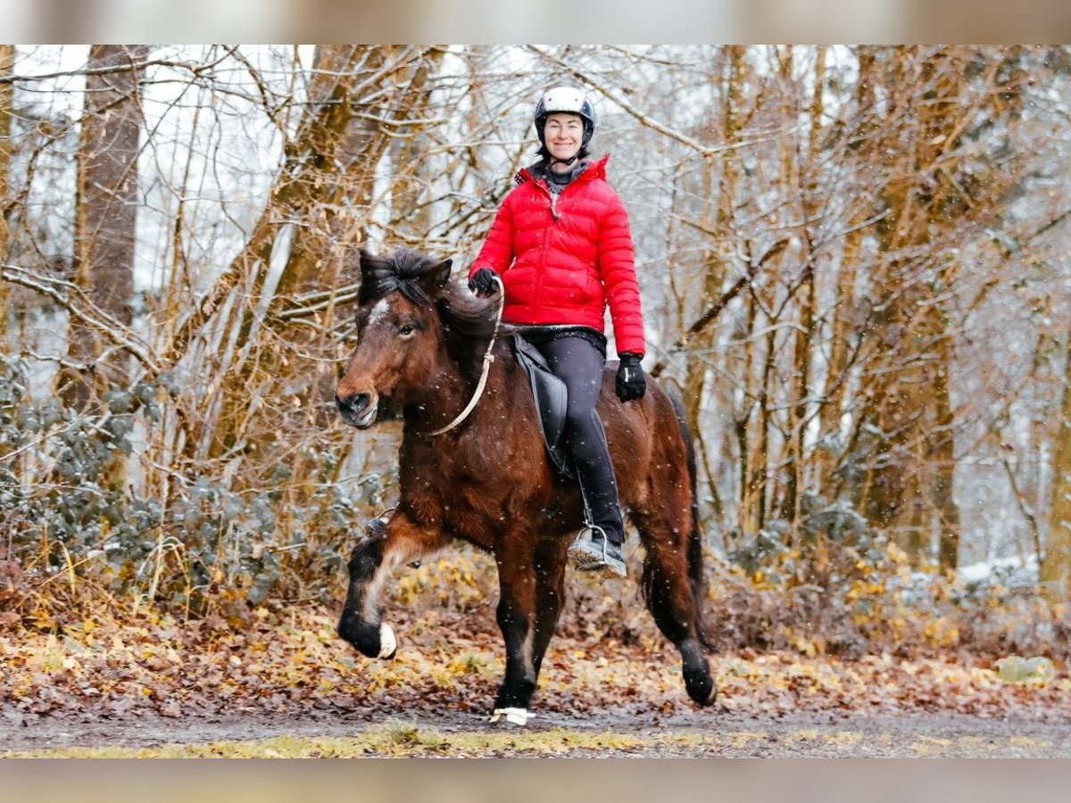 Islandpferd Stute 6 Jahre 144 cm Brauner in Taufkirchen an der Trattnach