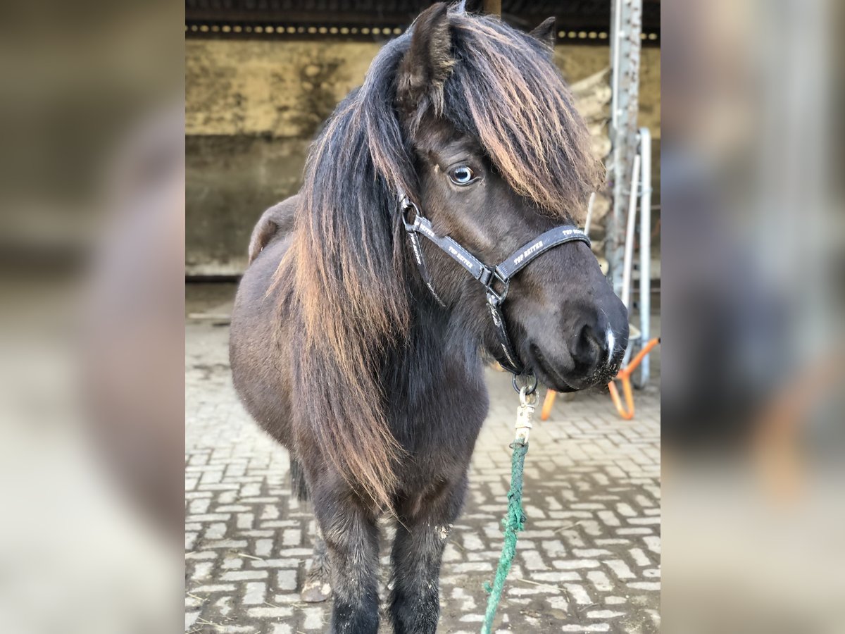 Islandpferd Stute 6 Jahre 144 cm Rappe in Niederöfflingen