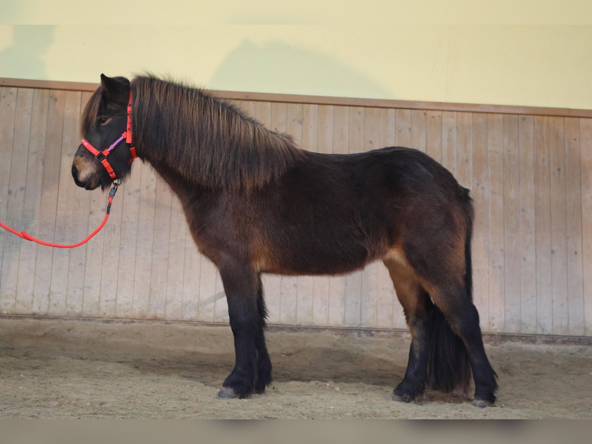 Islandpferd Stute 6 Jahre Brauner in Straßwalchen