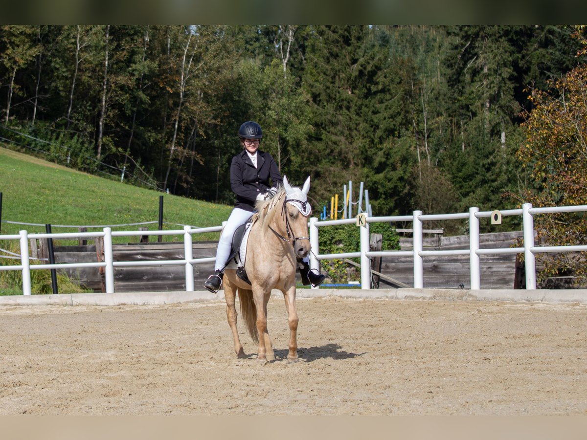 Islandpferd Stute 6 Jahre Palomino in Feldkirchen an der Donau