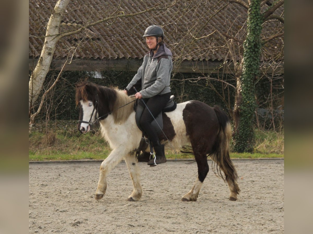 Islandpferd Stute 7 Jahre 130 cm Schecke in S&#xFC;dlohn