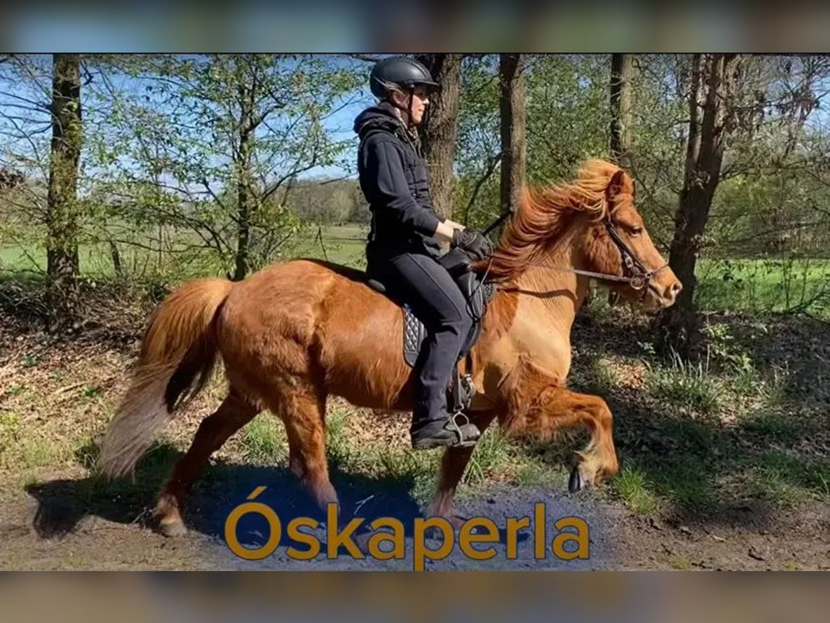 Islandpferd Stute 7 Jahre 132 cm Fuchs in Schneverdingen