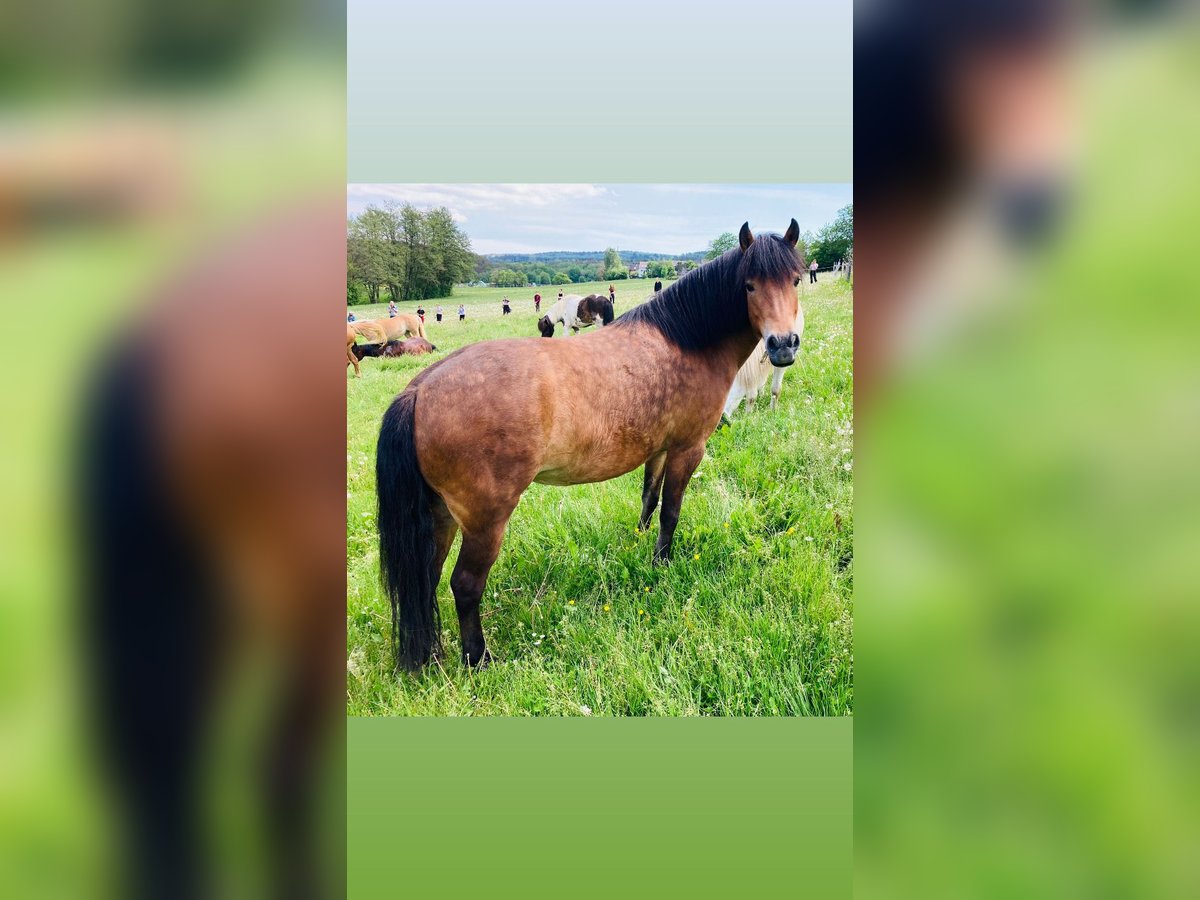 Islandpferd Mix Stute 7 Jahre 134 cm Falbe in Taunusstein