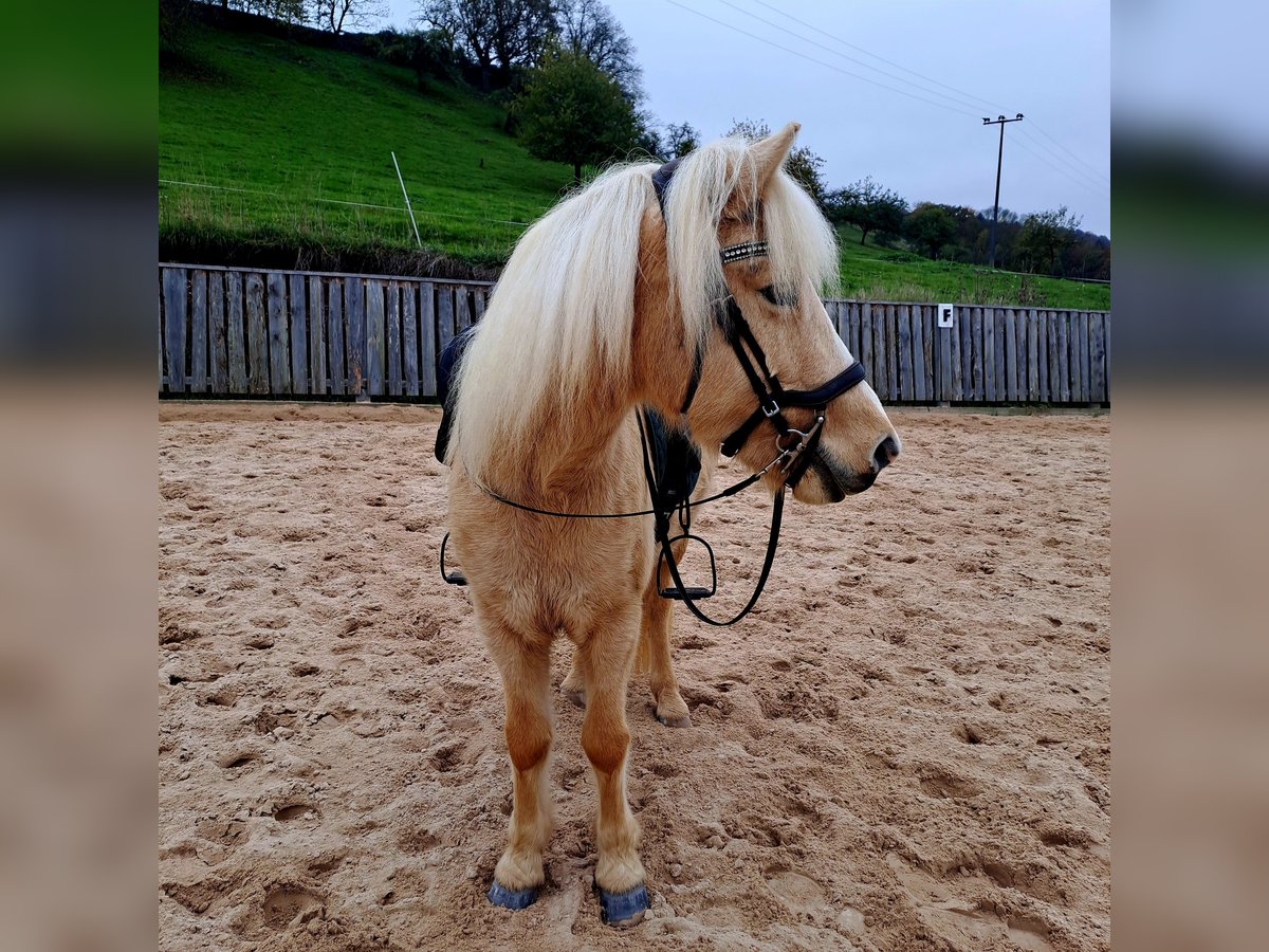 Islandpferd Stute 7 Jahre 134 cm Palomino in Bretzfeld
