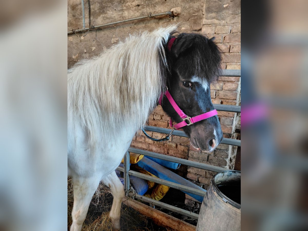 Islandpferd Stute 7 Jahre 135 cm Schecke in Kandel