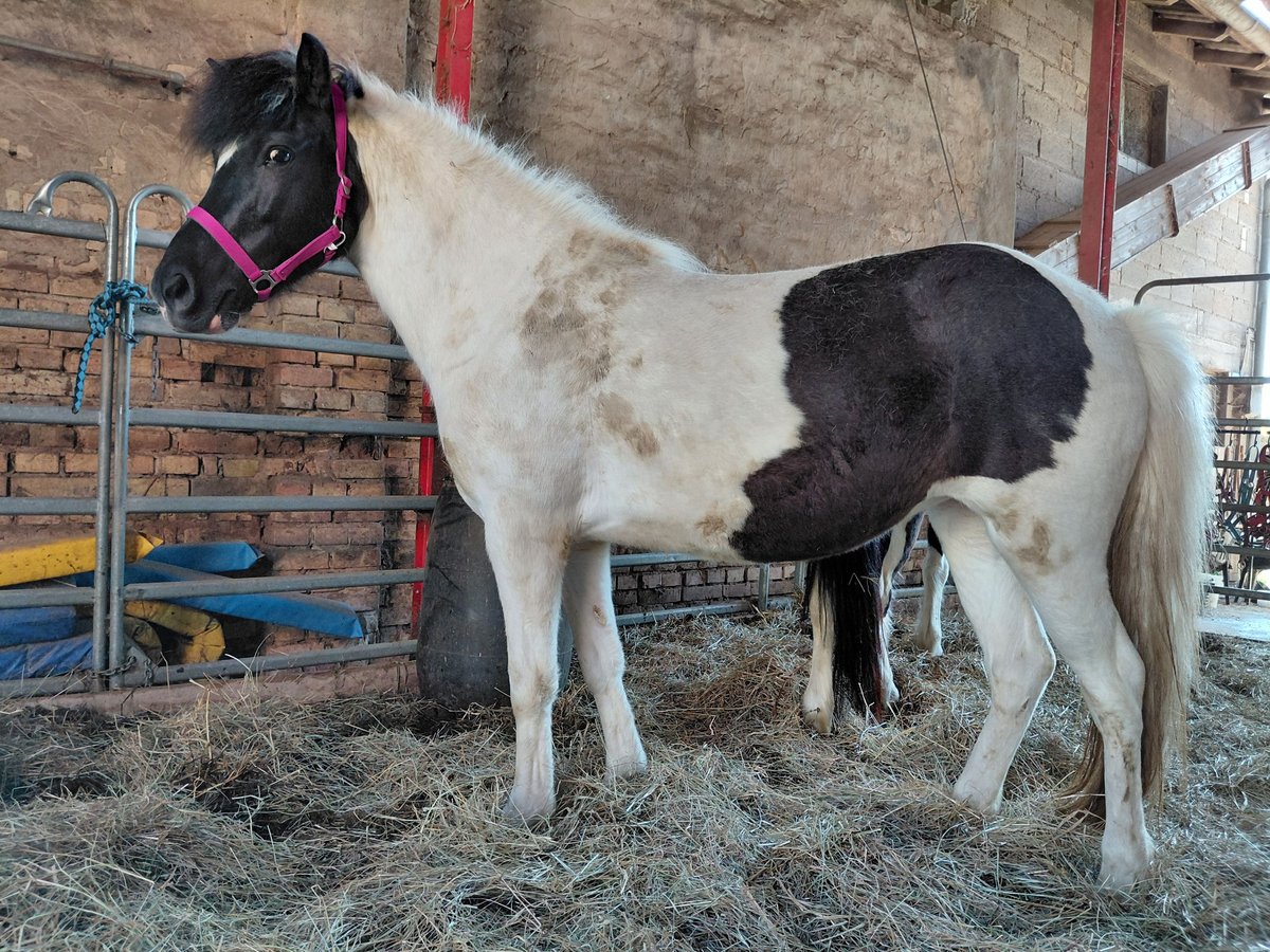 Islandpferd Stute 7 Jahre 135 cm Schecke in Kandel