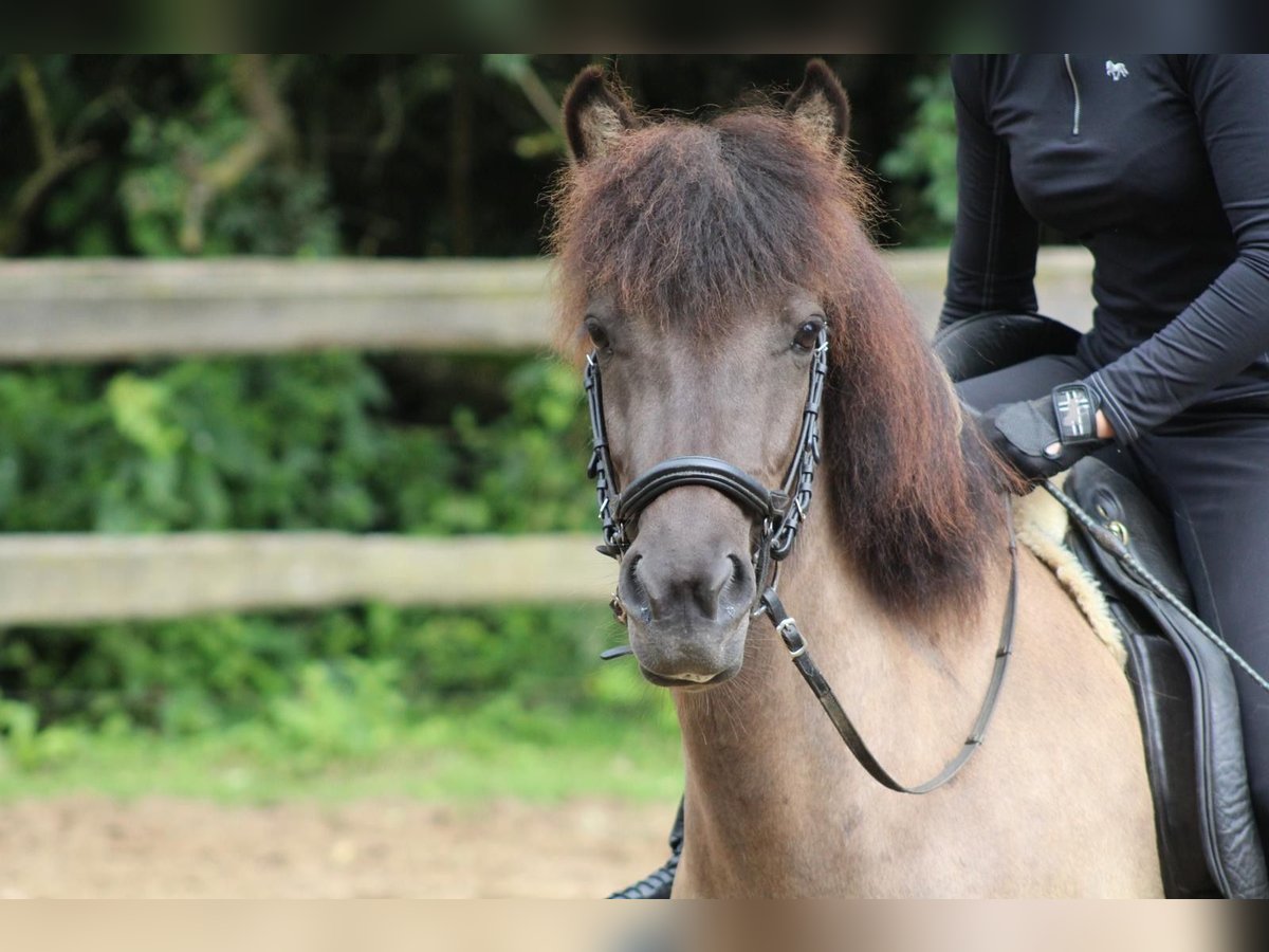 Islandpferd Stute 7 Jahre 136 cm in Waldbr&#xF6;l