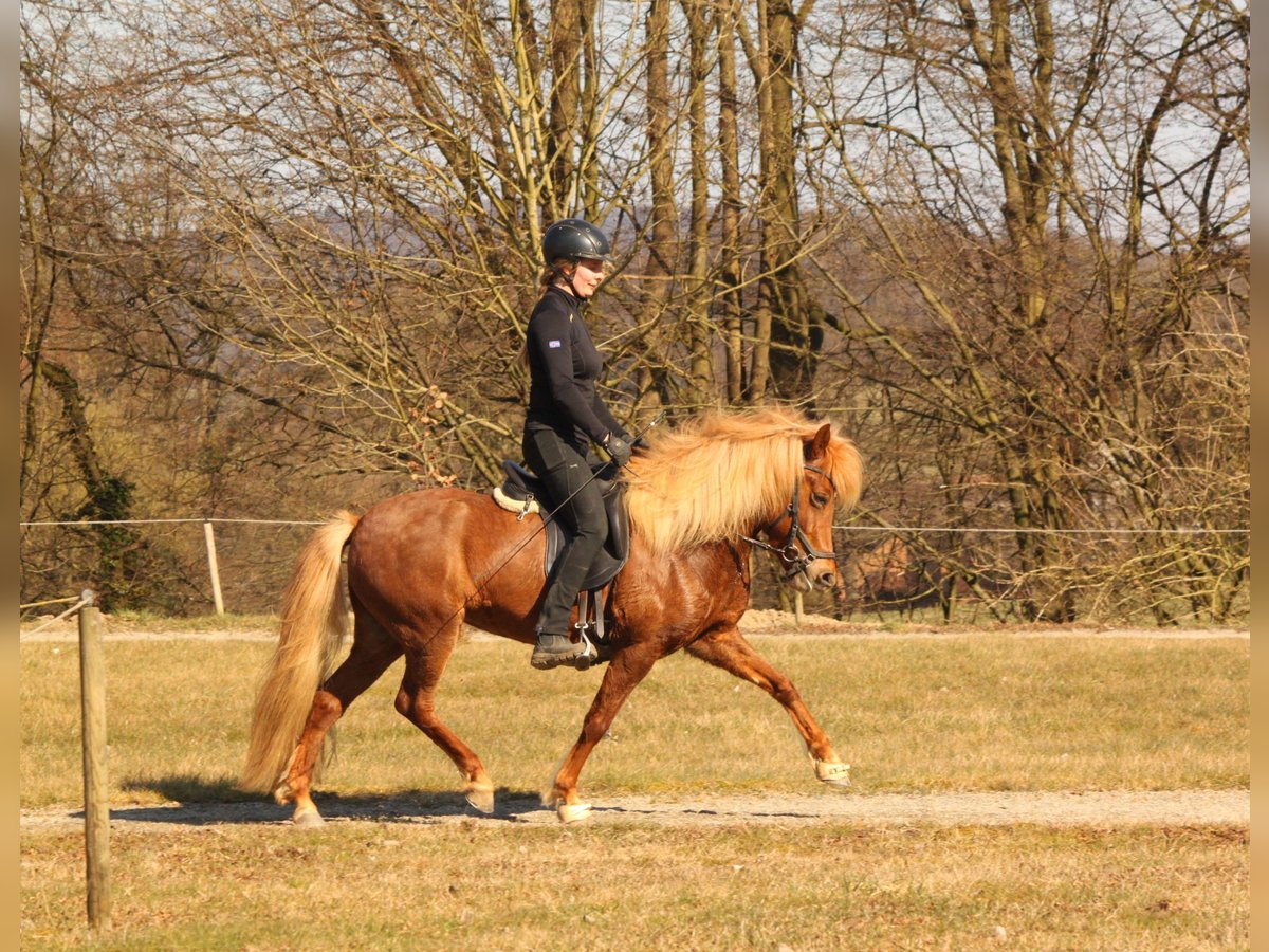 Islandpferd Stute 7 Jahre 136 cm Fuchs in Kalletal