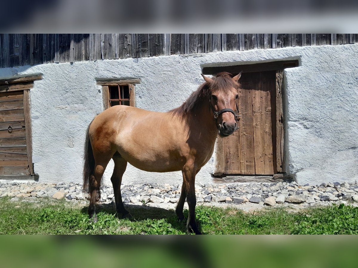 Islandpferd Stute 7 Jahre 137 cm Falbe in sciez