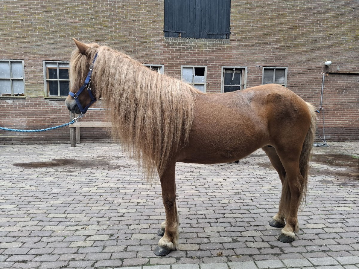 Islandpferd Stute 7 Jahre 137 cm Fuchs in Putten