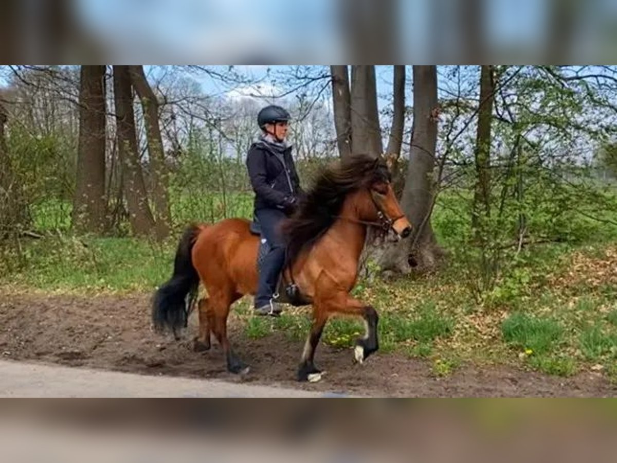 Islandpferd Stute 7 Jahre 138 cm Brauner in Schneverdingen