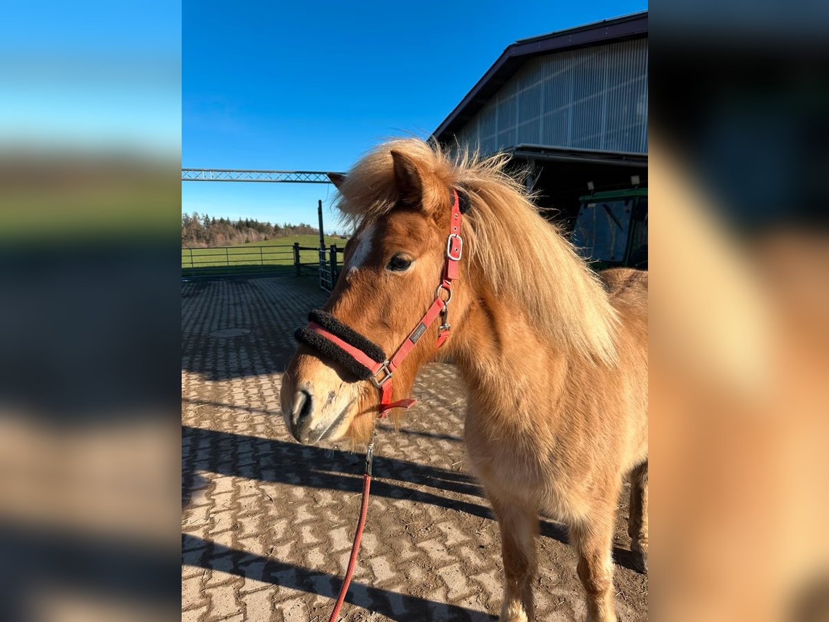 Islandpferd Stute 7 Jahre 138 cm Falbe in Fronreute