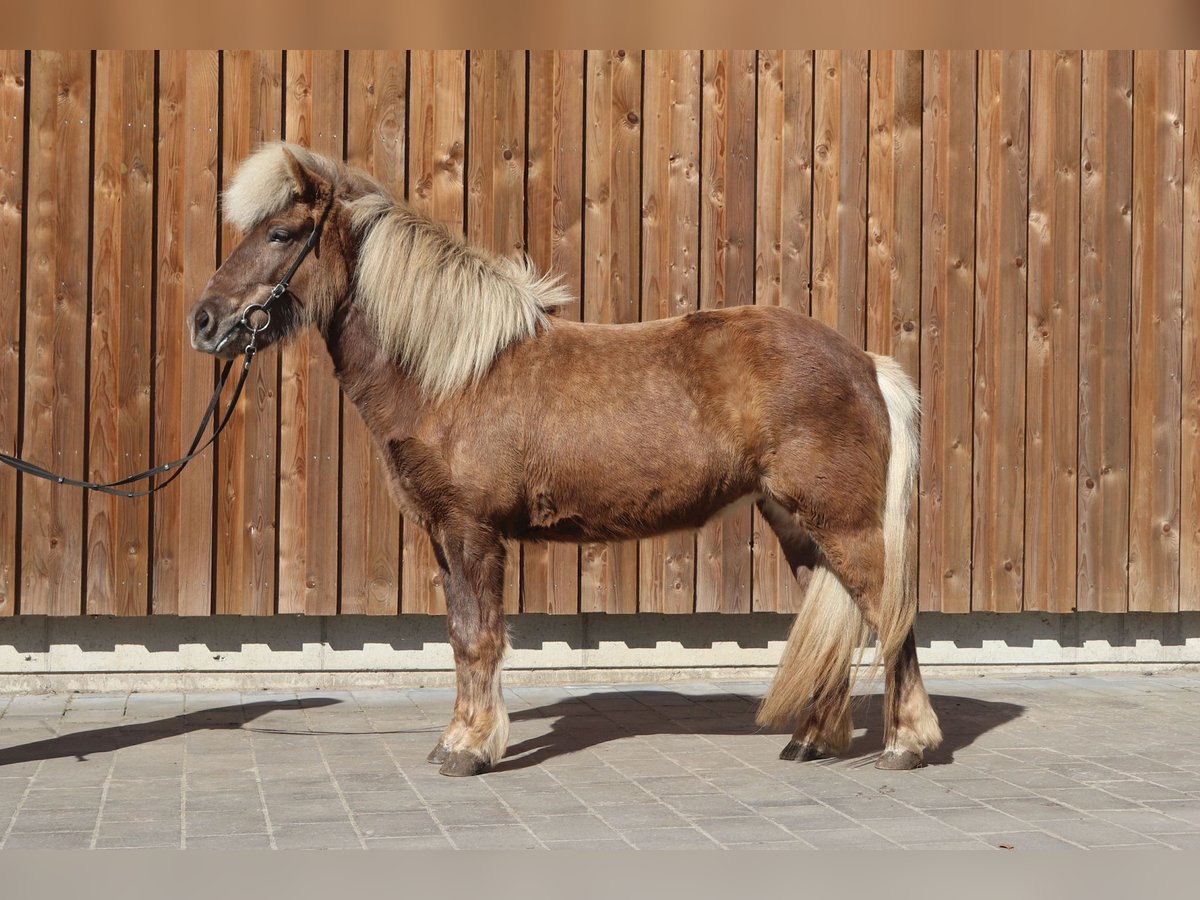 Islandpferd Stute 7 Jahre 138 cm in L&#xFC;dinghausen