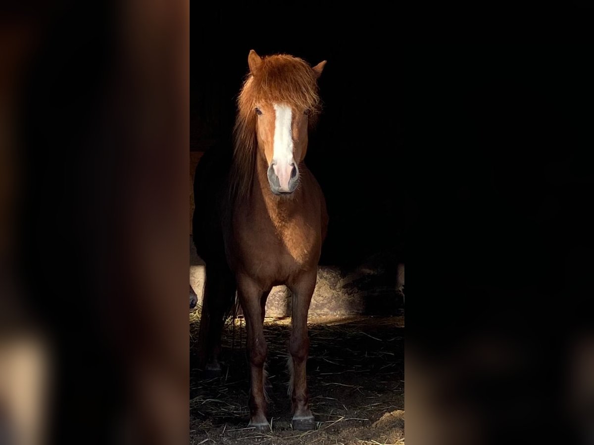 Islandpferd Stute 7 Jahre 140 cm Fuchs in Belzig