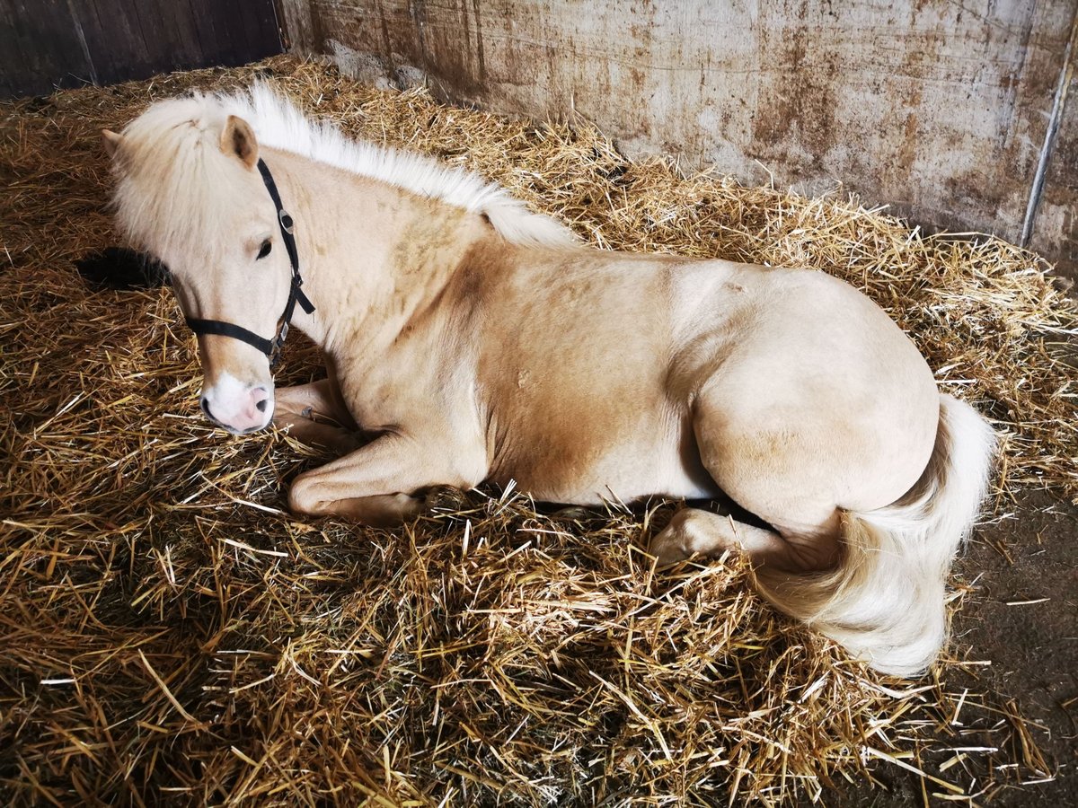 Islandpferd Stute 7 Jahre 140 cm Palomino in Eningen unter Achalm Islandpferd Stute 7 Jahre 140 cm Palomino in Eningen unter Achalm
