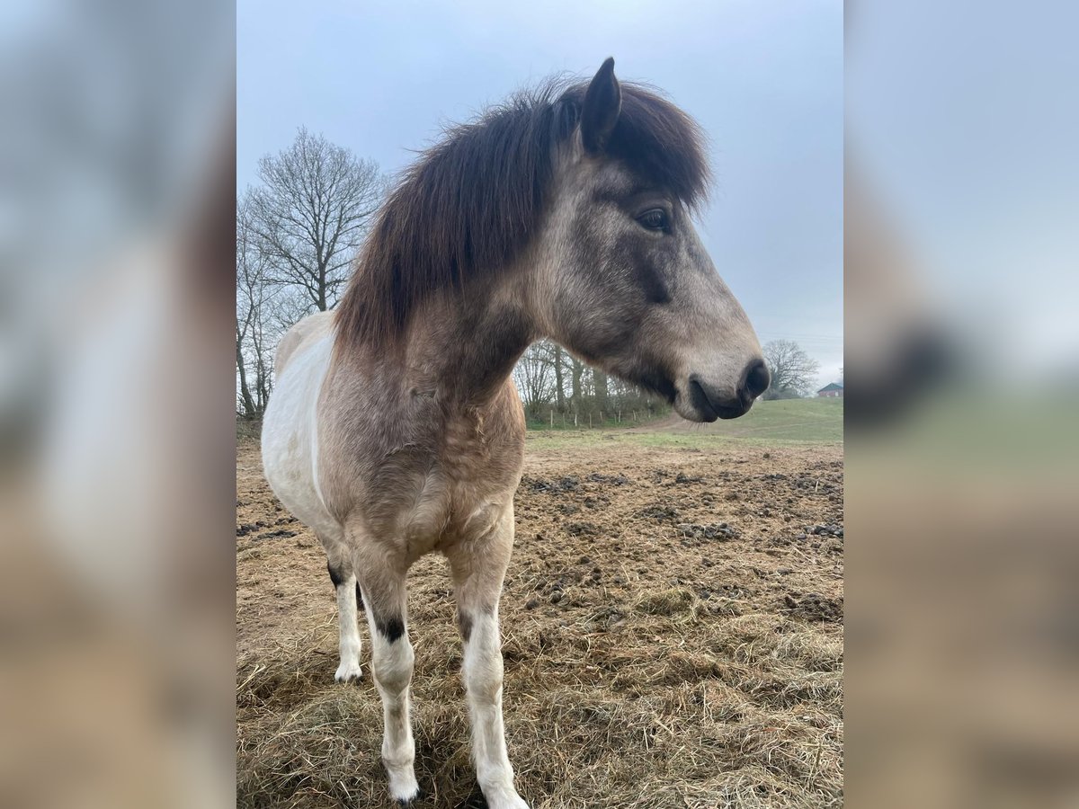 Islandpferd Stute 7 Jahre 140 cm Tobiano-alle-Farben in Blunk