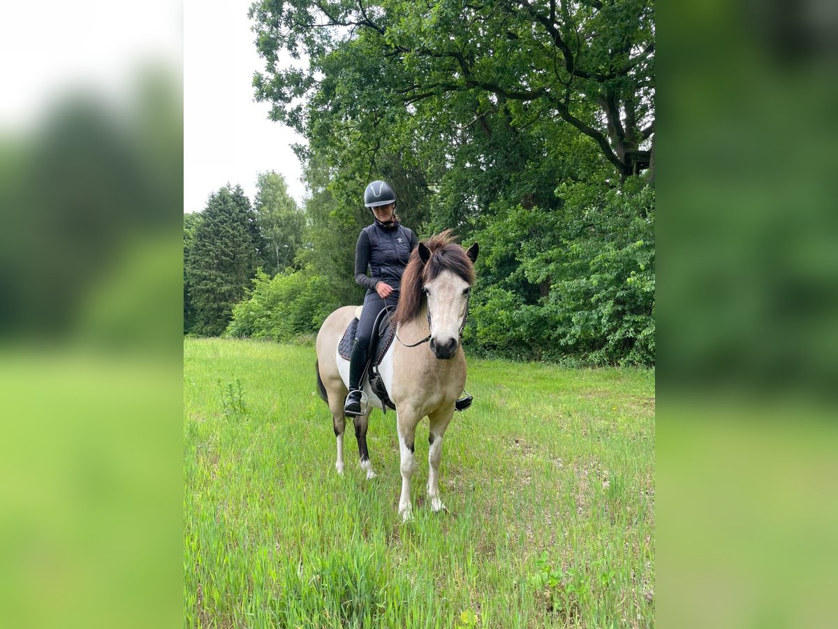 Islandpferd Stute 7 Jahre 140 cm Tobiano-alle-Farben in Blunk