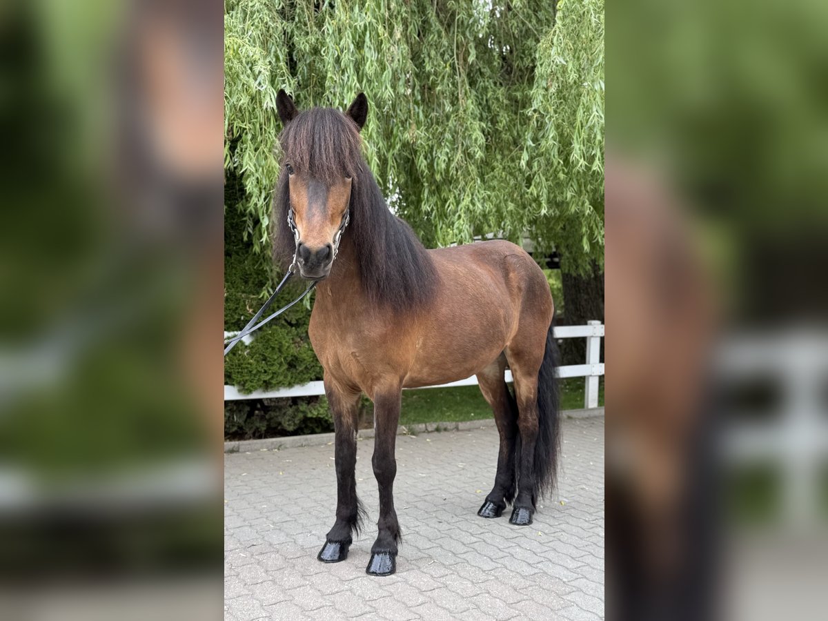 Islandpferd Stute 7 Jahre 141 cm Brauner in Lochen am See