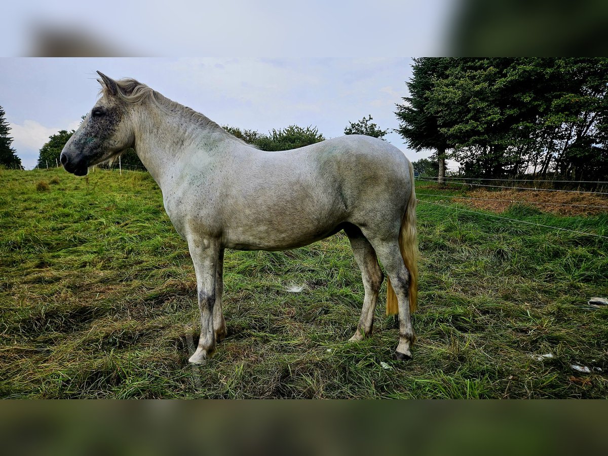 Islandpferd Stute 7 Jahre 142 cm Schimmel in Osterode am Harz