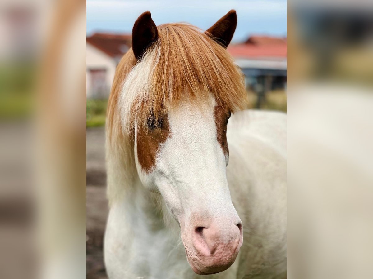 Islandpferd Stute 7 Jahre in Wolfsburg Islandpferd Stute 7 Jahre in Wolfsburg