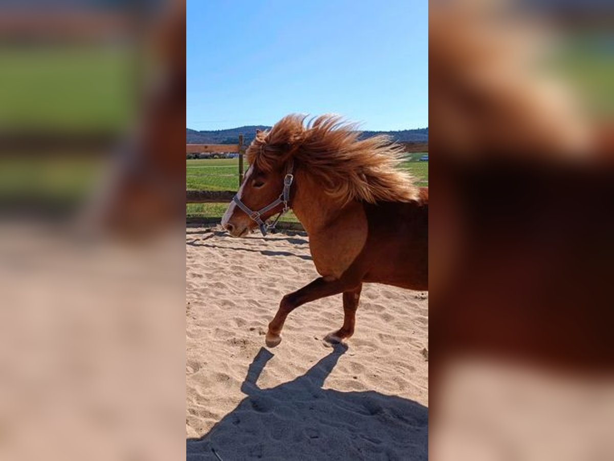 Islandpferd Stute 7 Jahre in H&#xFC;nfeld