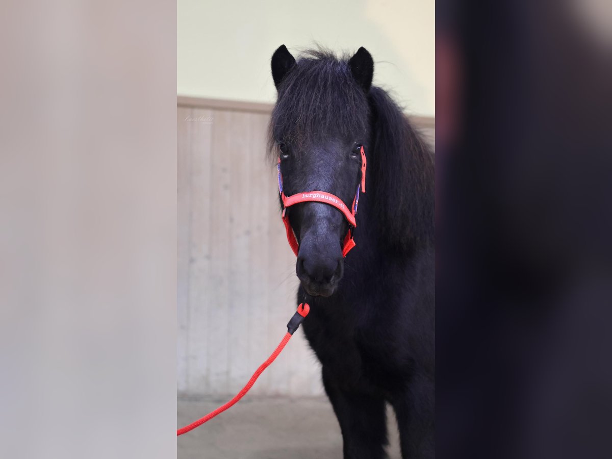 Islandpferd Stute 7 Jahre Rappe in Straßwalchen