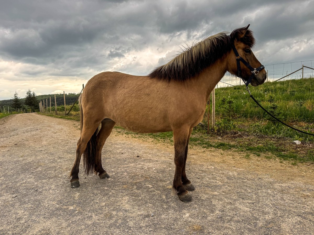 Islandpferd Stute 8 Jahre 136 cm Falbe in Oberstenfeld