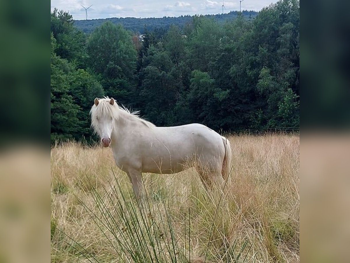 Islandpferd Stute 8 Jahre 136 cm Perlino in Saarland