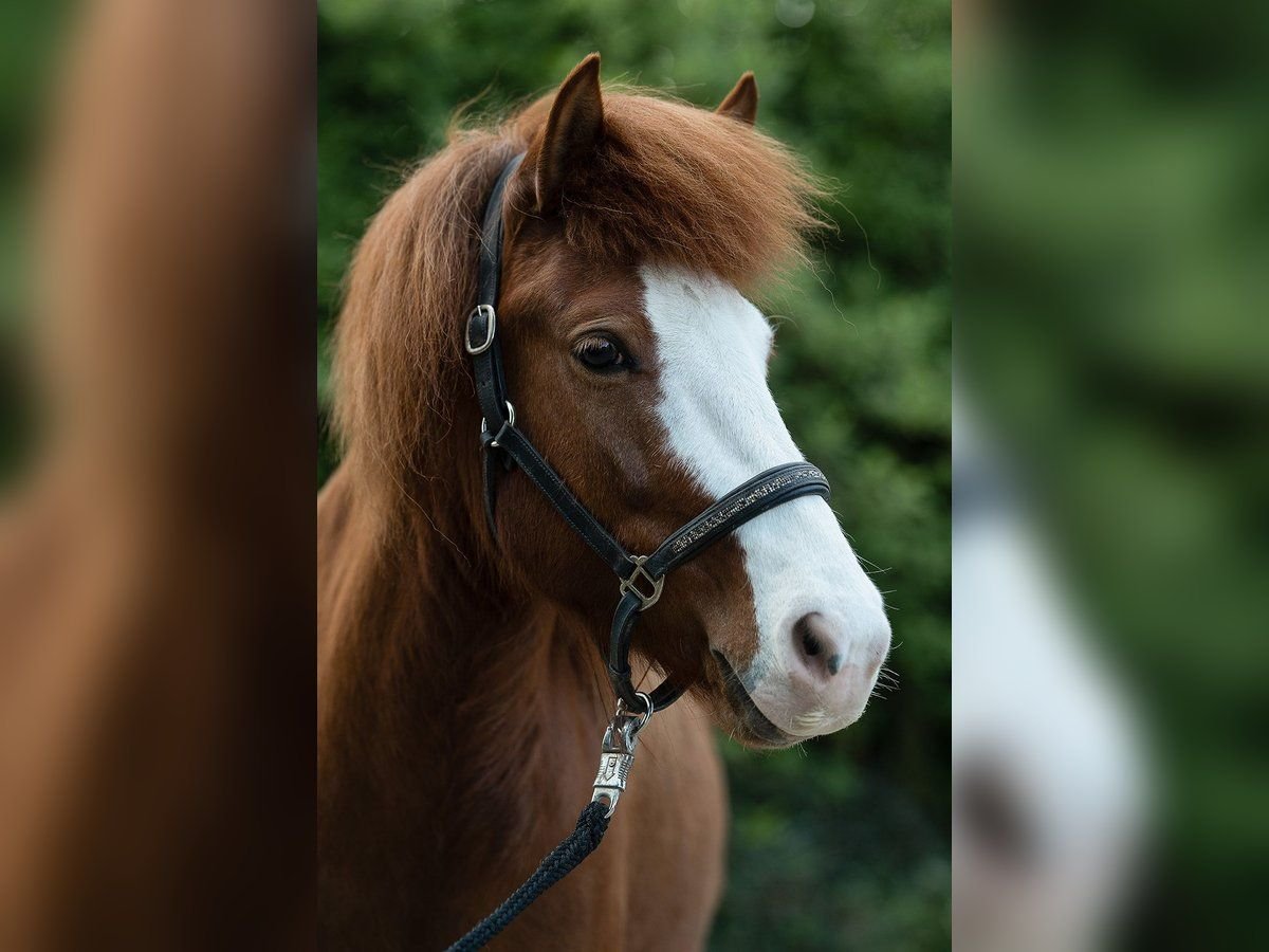 Islandpferd Stute 8 Jahre 137 cm Dunkelfuchs in Rosenberg