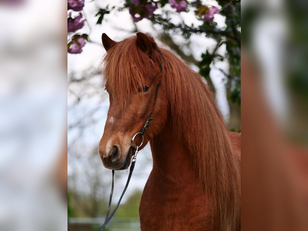 Islandpferd Stute 8 Jahre 137 cm Schecke in Stapelfeld