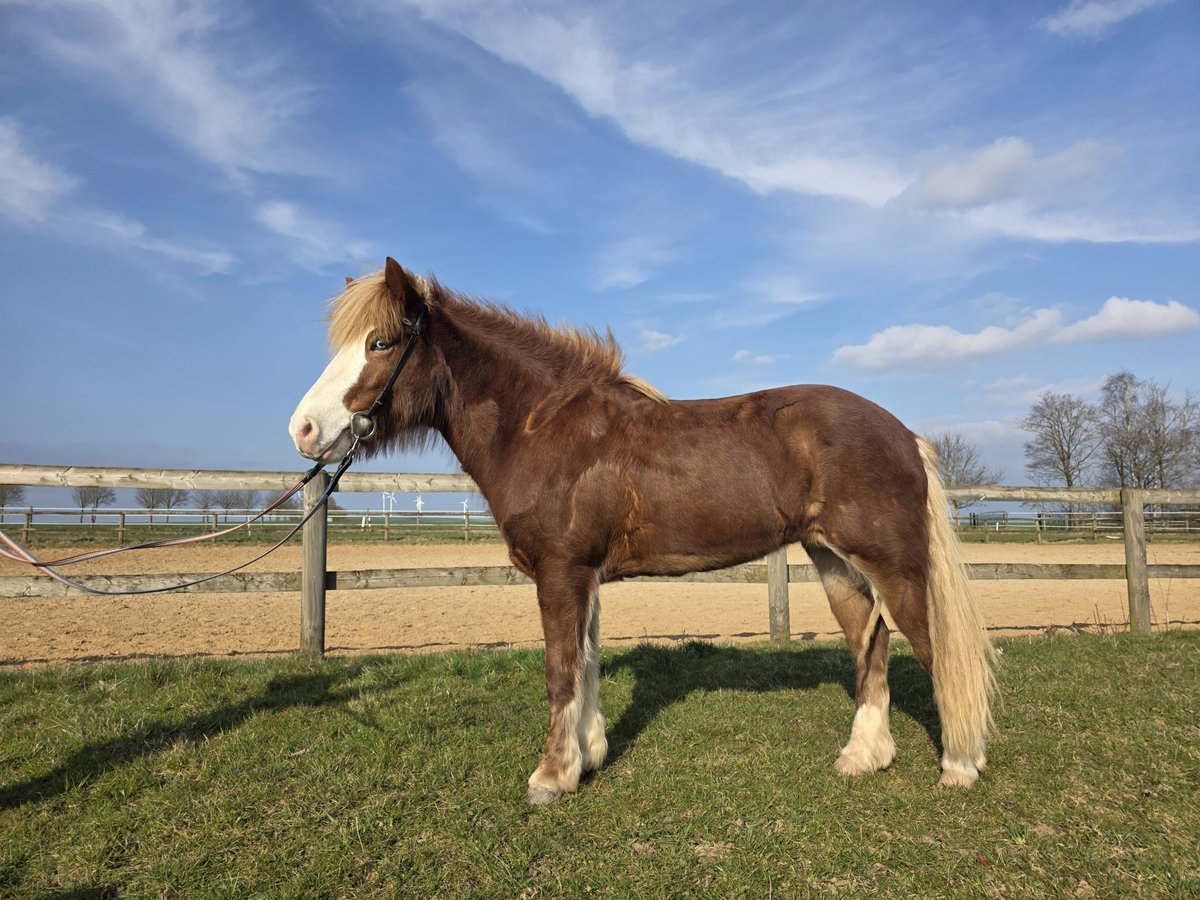 Islandpferd Stute 8 Jahre 138 cm Fuchs in M&#xFC;nstermaifeld