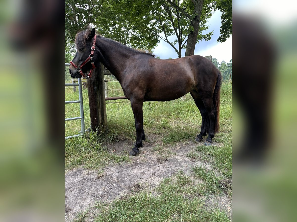 Islandpferd Stute 8 Jahre 139 cm Dunkelbrauner in Rheinsberg