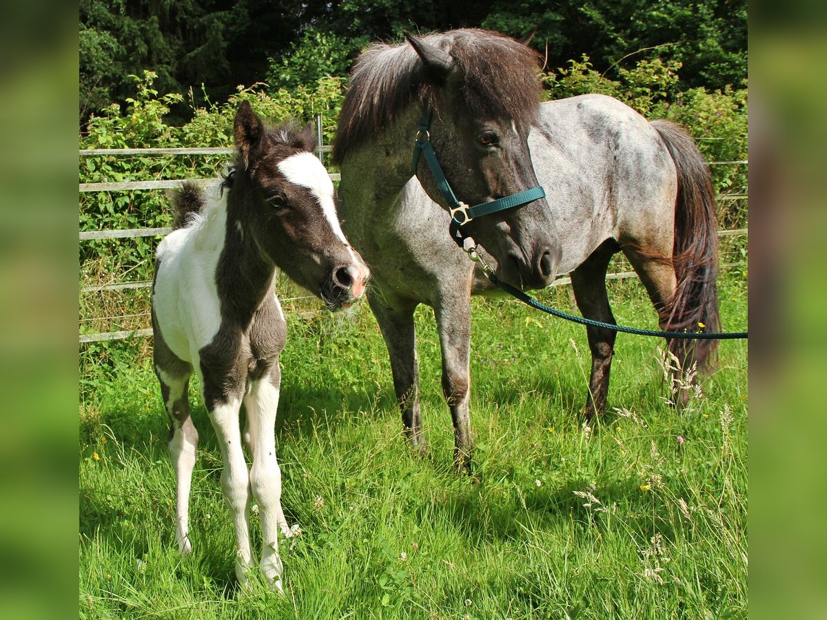 Islandpferd Stute 8 Jahre 139 cm Roan-Blue in Saarland