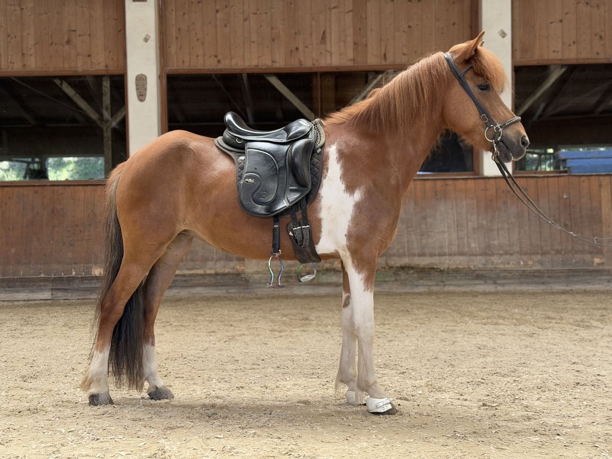 Islandpferd Stute 8 Jahre 139 cm Schecke in Lochen am See