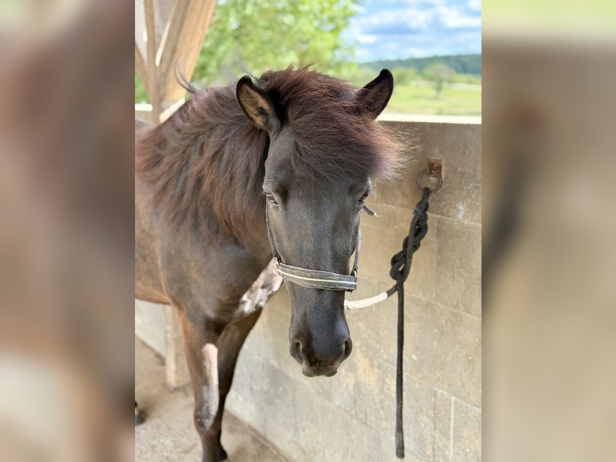 Islandpferd Stute 8 Jahre 142 cm Rappe in Waiblingen