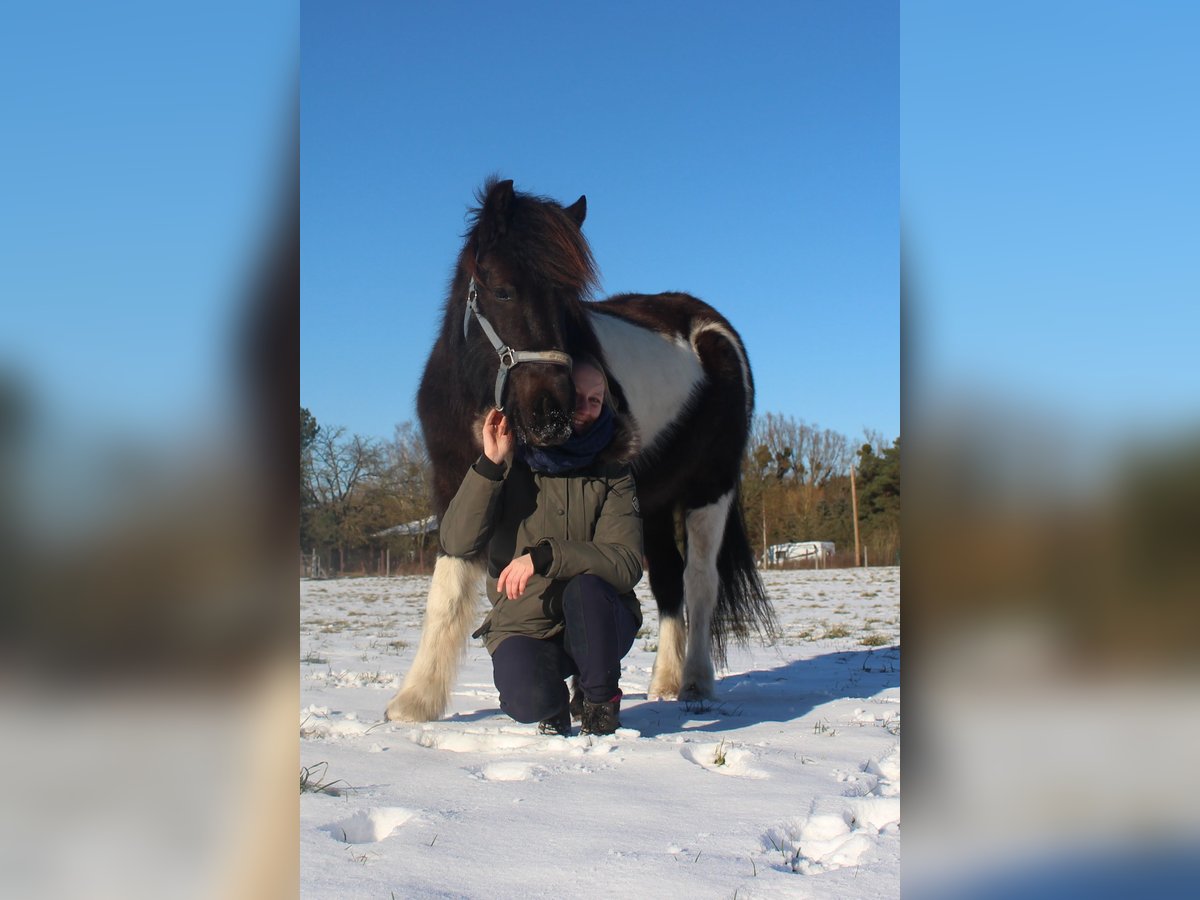 Islandpferd Stute 8 Jahre in Falkensee