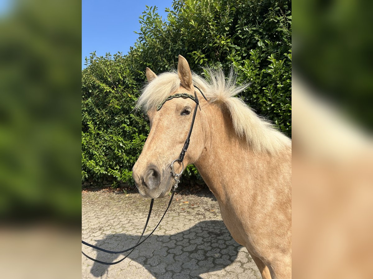 Islandpferd Stute 8 Jahre in Hambergen