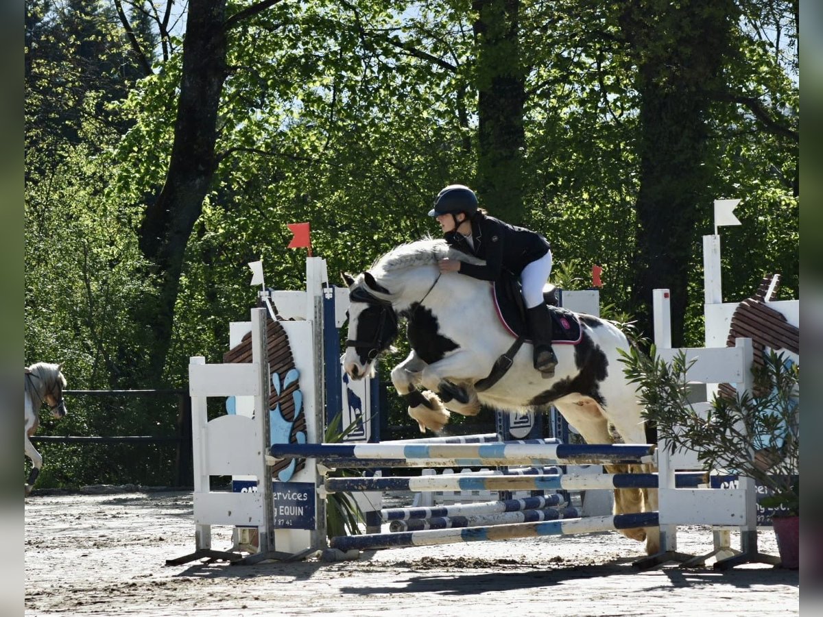 Islandpferd Stute 8 Jahre in Lons-le-Saunier