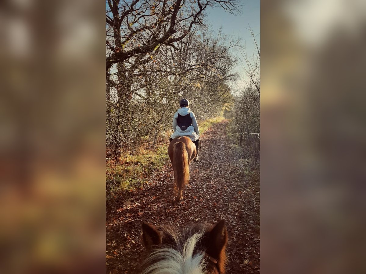 Islandpferd Stute 9 Jahre 135 cm Fuchs in Dallgow-D&#xF6;beritz