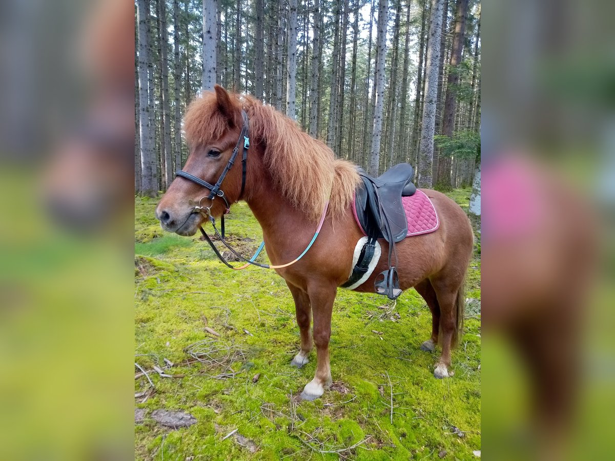Islandpferd Stute 9 Jahre 135 cm Fuchs in Ban-de-Sapt
