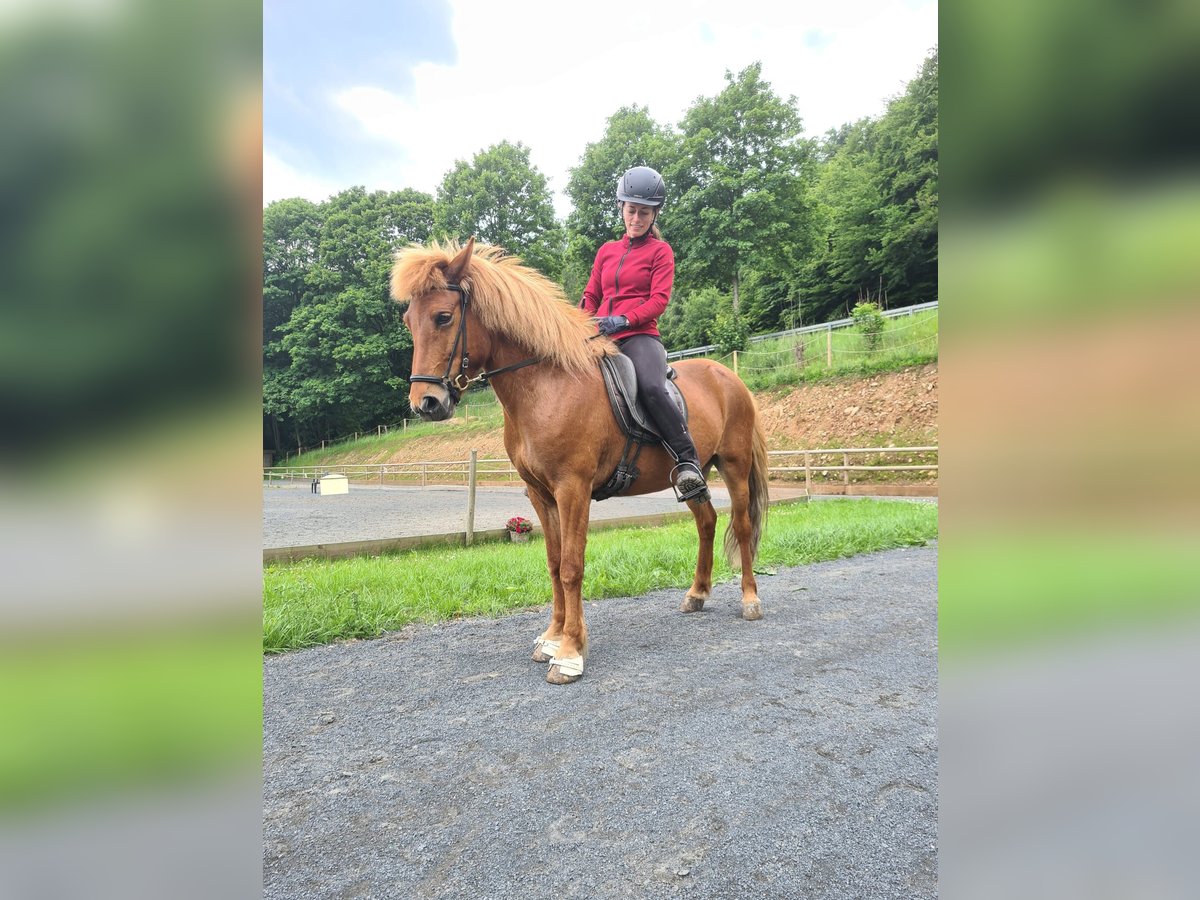 Islandpferd Stute 9 Jahre 137 cm Fuchs in Steinau